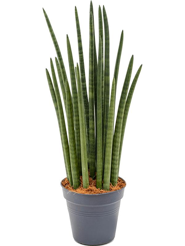 Sansevieria cylindrica 'Tower', D 19