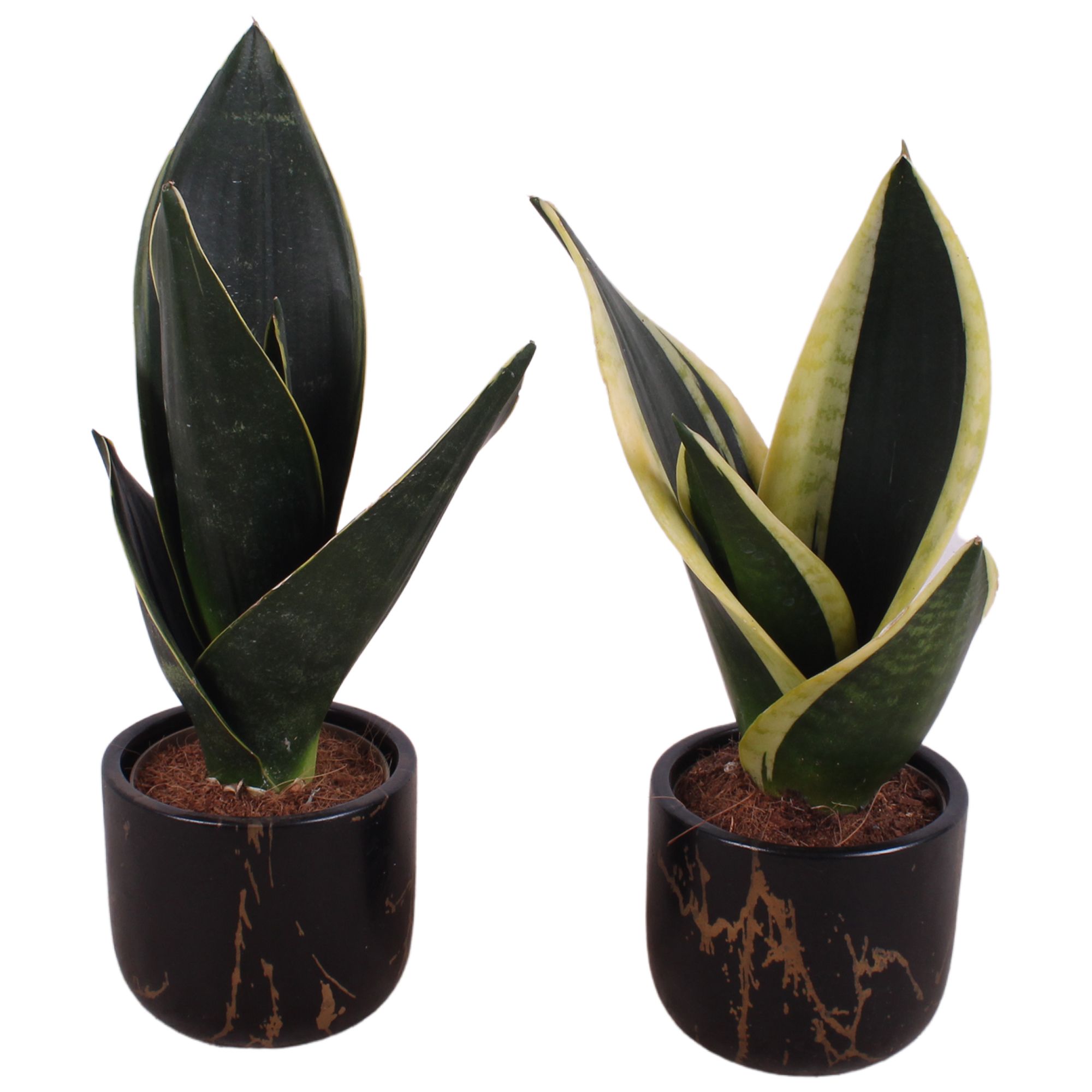 Sansevieria mix Ø09cm in Ø11cm Ceramic PL469, D 11