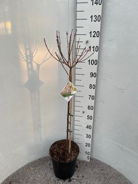 Hydrangea pan. Little Lime 70-80 stam P28 C10, D 28