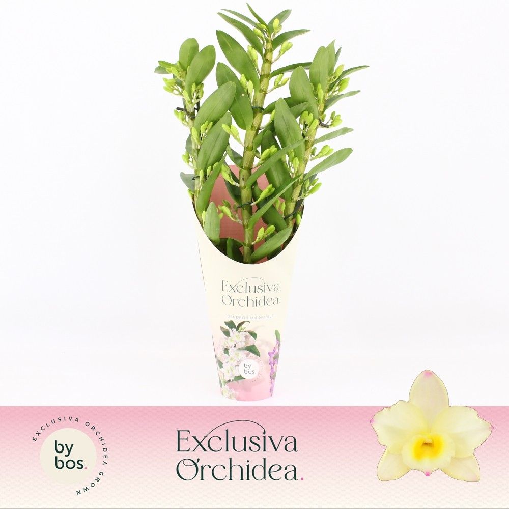 Dendrobium Nobilé, Tweety 3-spike 'Exclusiva Orchidea' Potcover, D 12