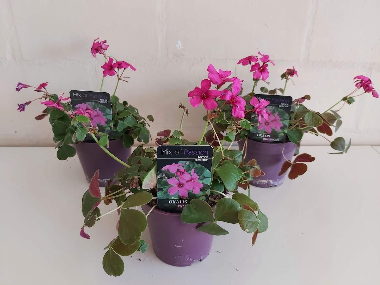 Oxalis brasiliensis, D 12