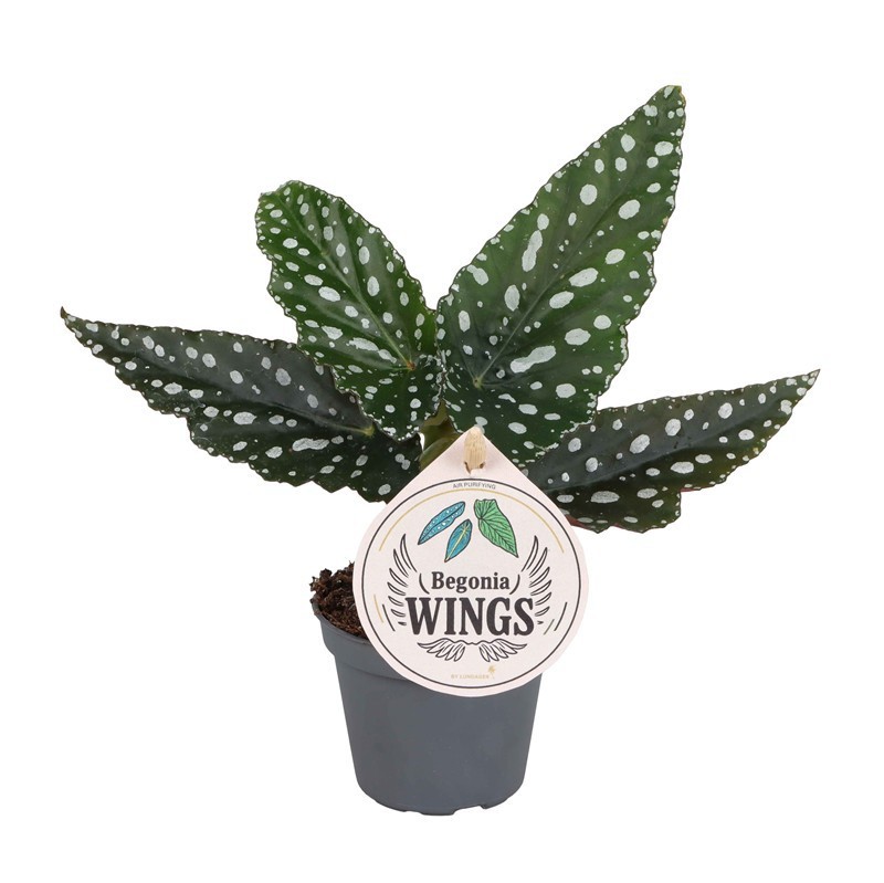 BEGONIA MACULATA 'WINGS SILVERSPOT', D 6