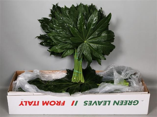 Аралия Японика (лист) 60, шт.