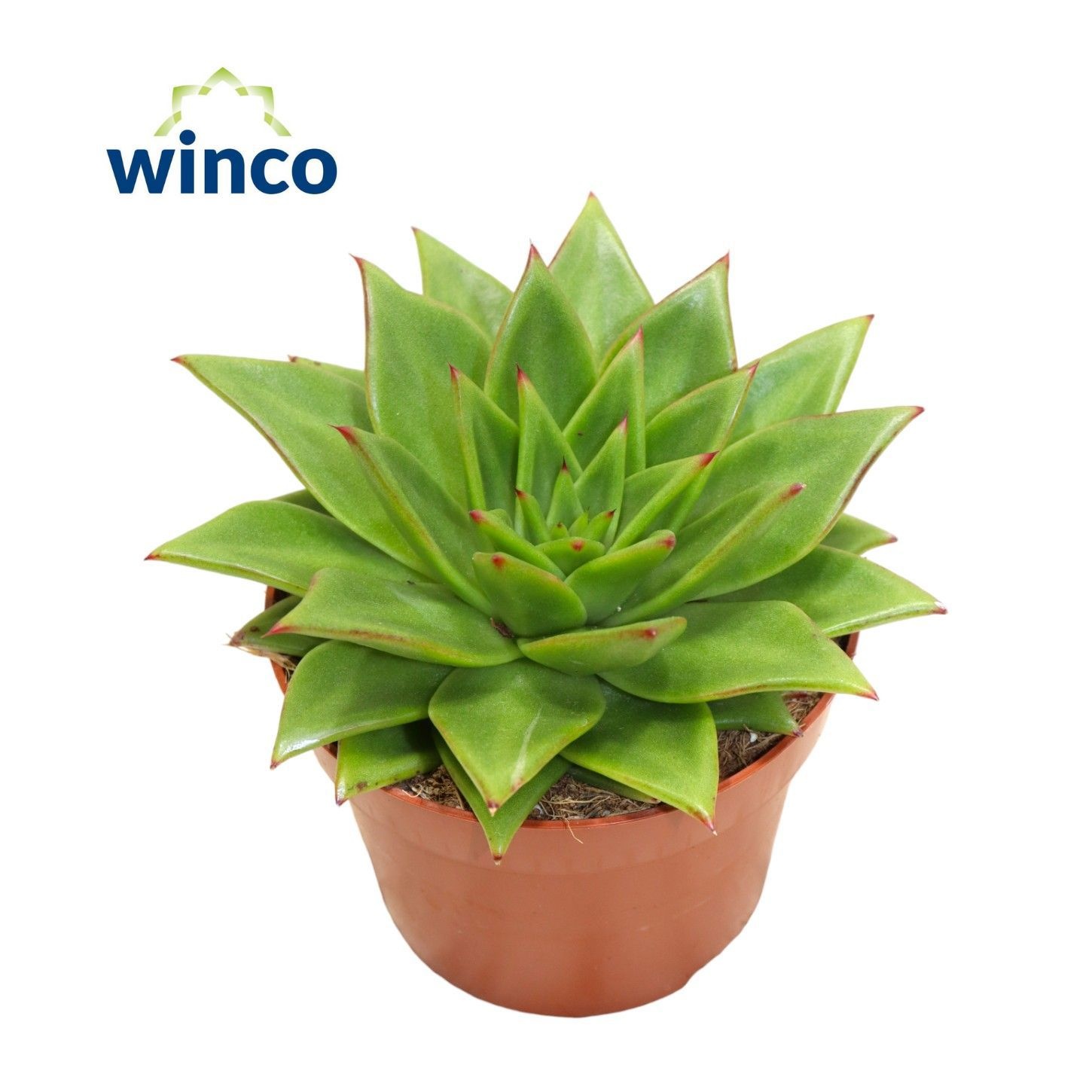 Echeveria Lipstick, D 12