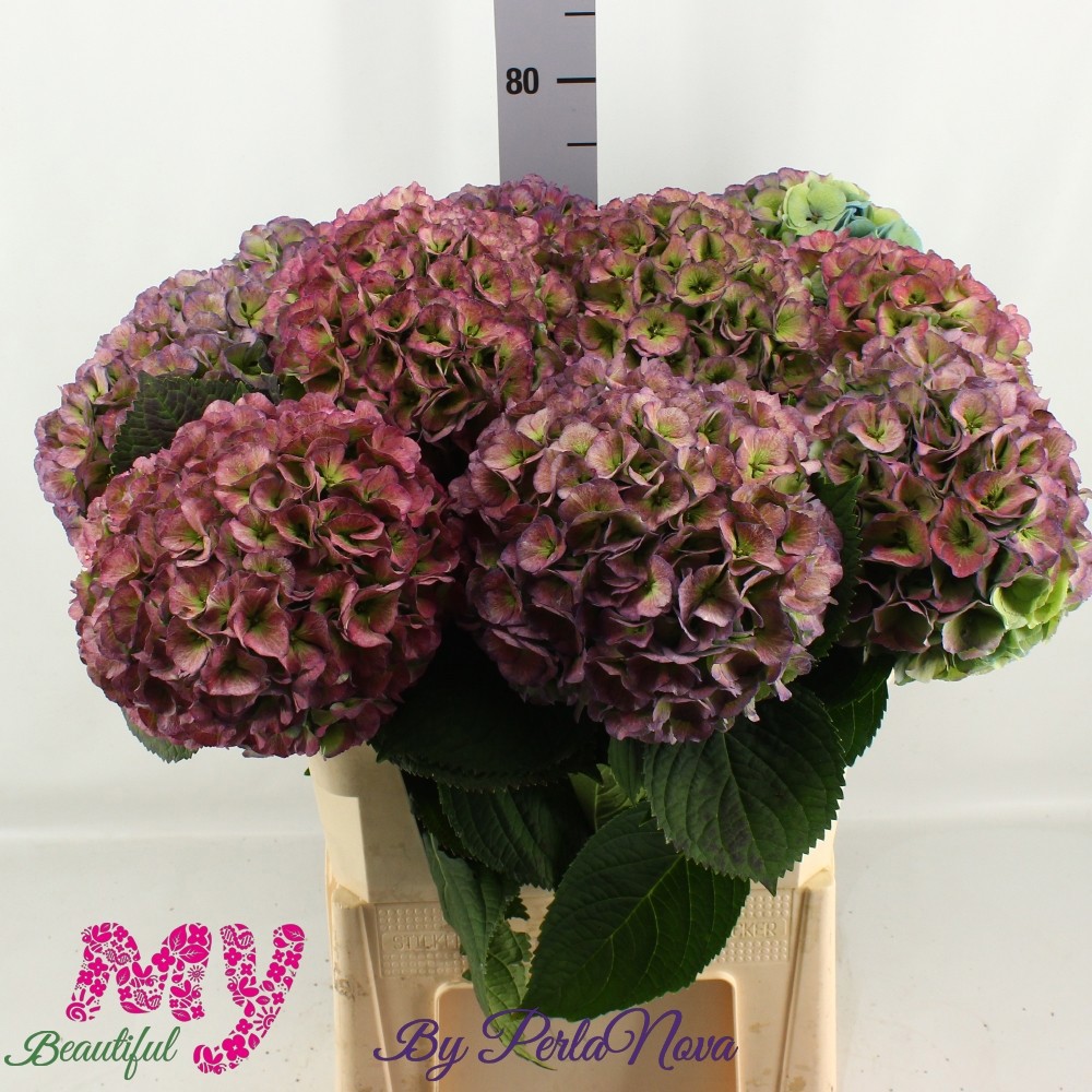 Гортензия Май Бьютифул Хэвен Классик 75, шт.