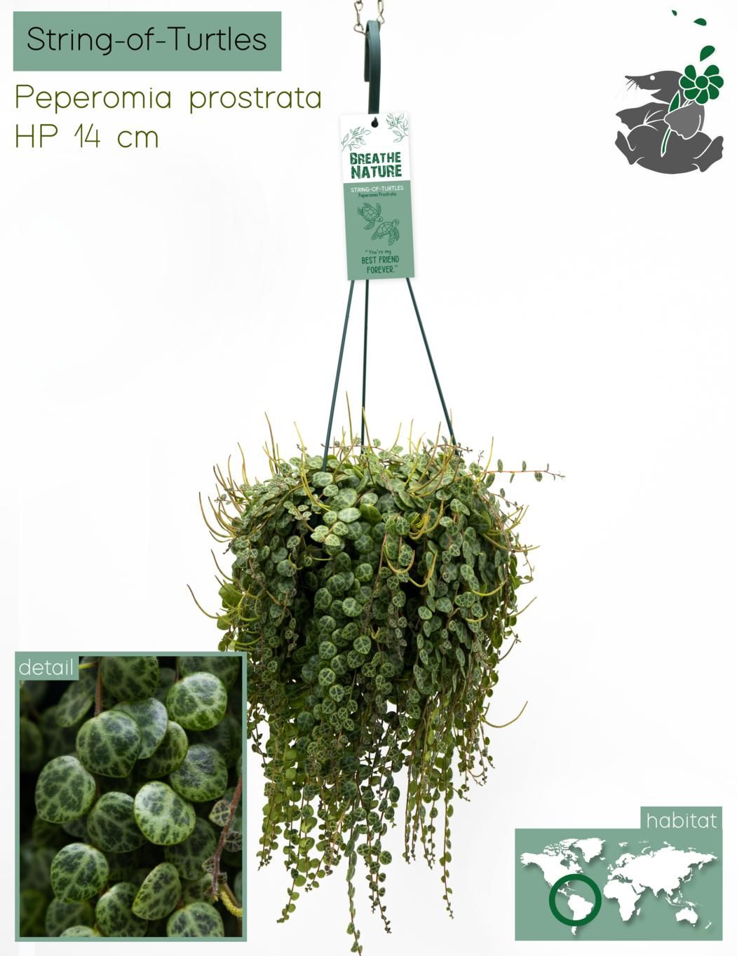 Peperomia Prostrata HP14, D 14