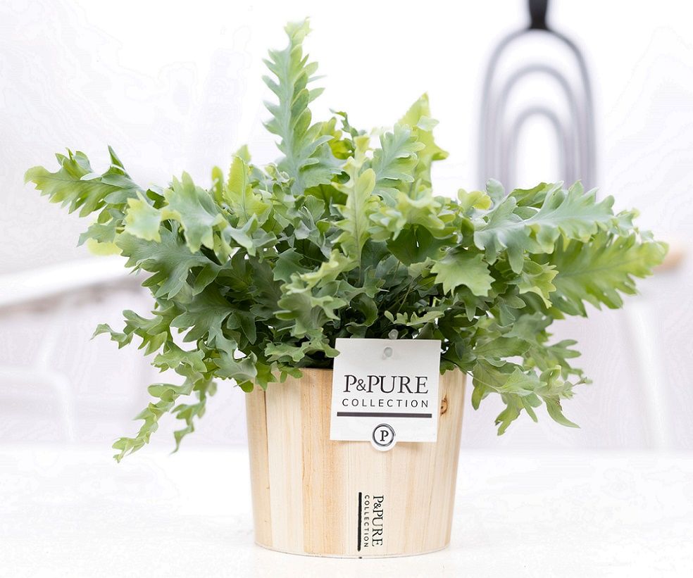 Phlebodium Davana in P&PURE Wood 5, D 12