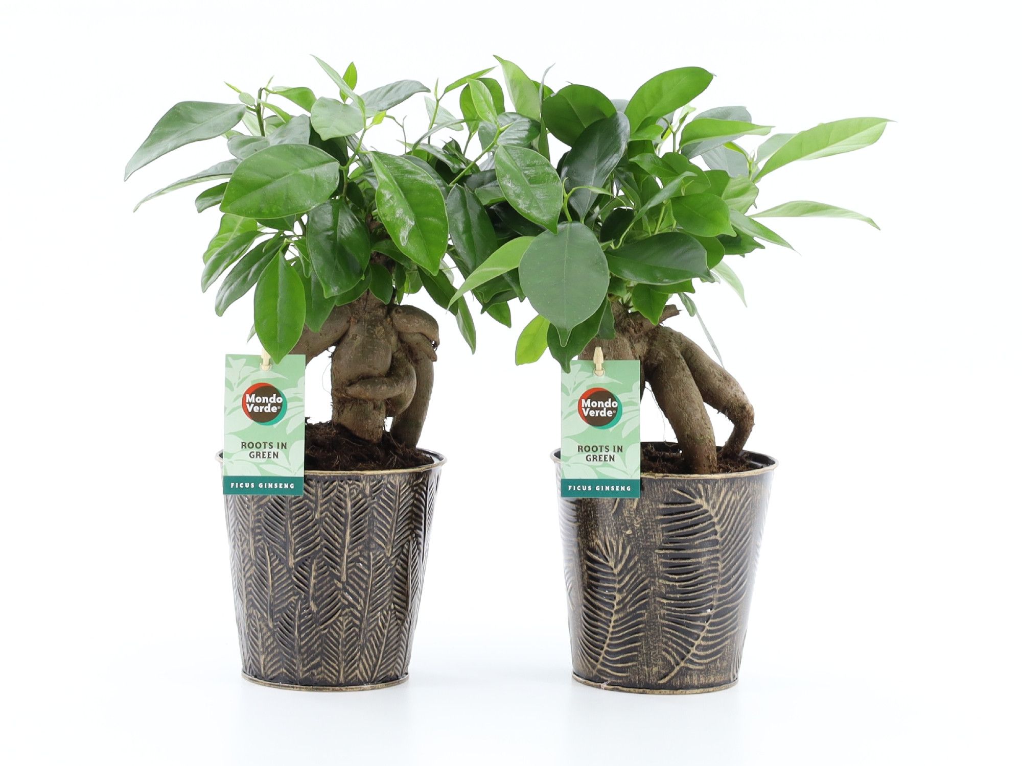 Ficus microcarpa Retusa in Iron Leaf, D 13
