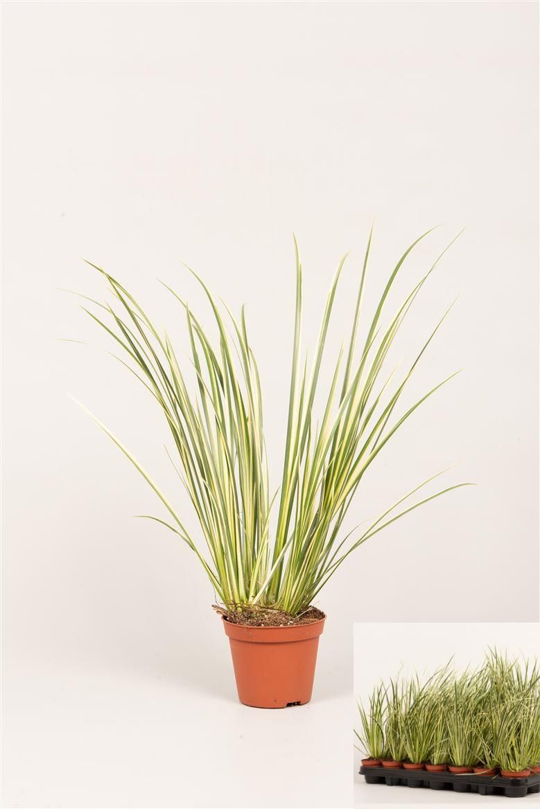 Acorus gram. 'Variegatus', D 8 cm
