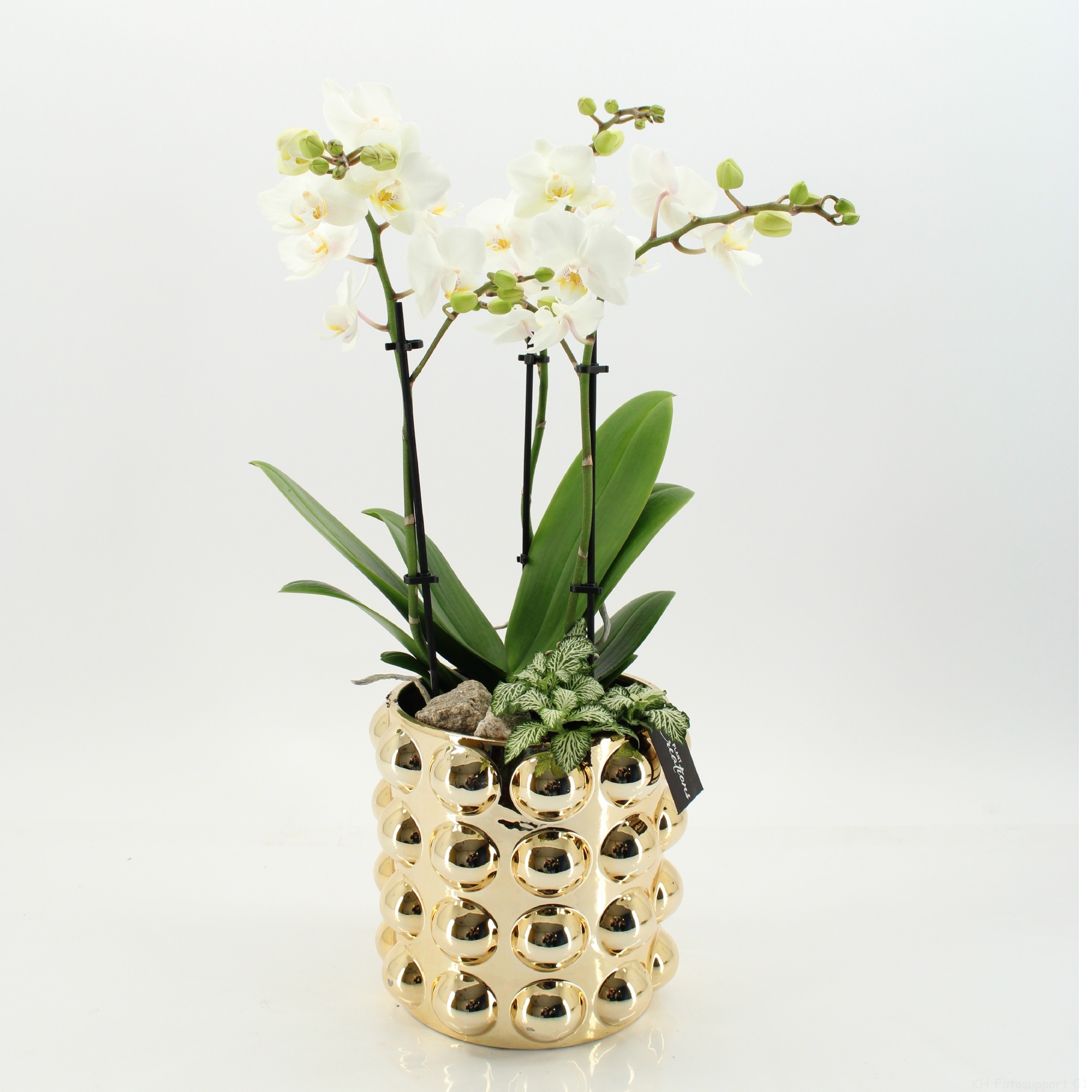 LICR-2615W Limited Edition Phalaenopsis, D 18