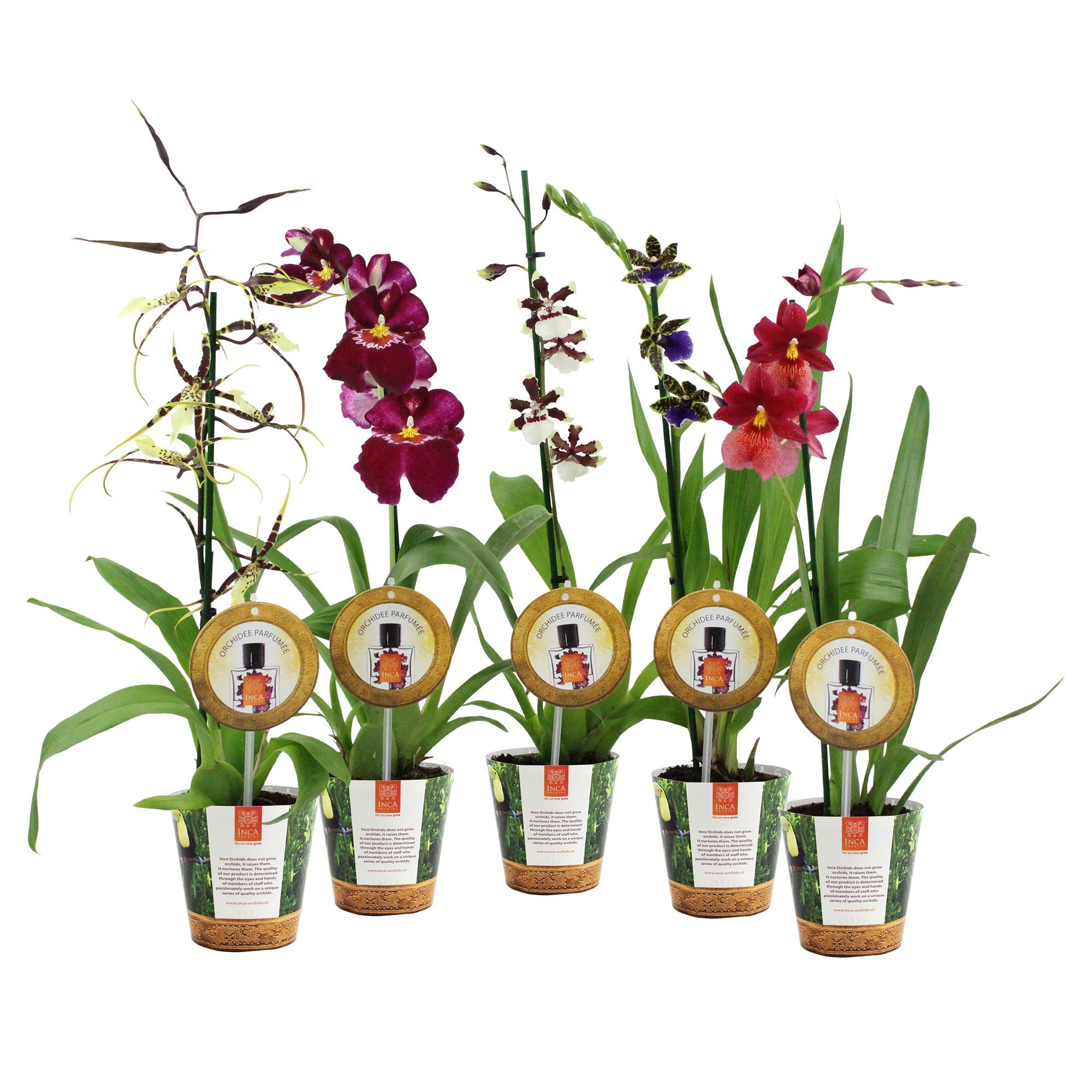 Inca Parfumee mix 1 spike in Jungle cover, D 12