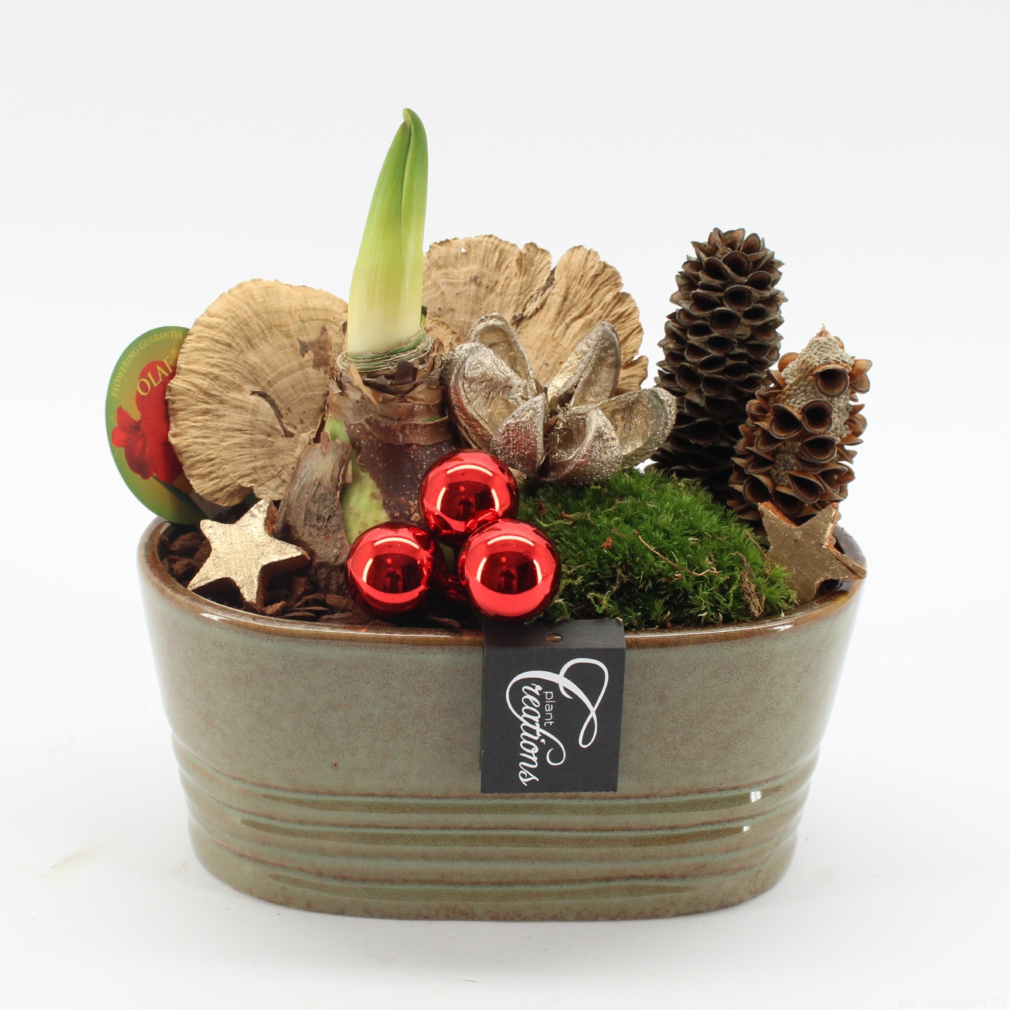 HICR-2510R Kerst Amaryllis, D 23 cm