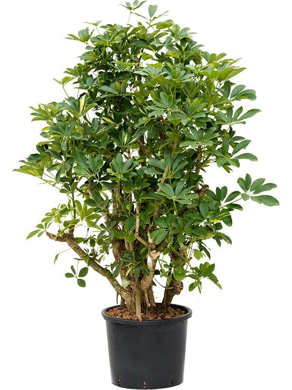 Schefflera arboricola 'Gold Capella', D 28 cm