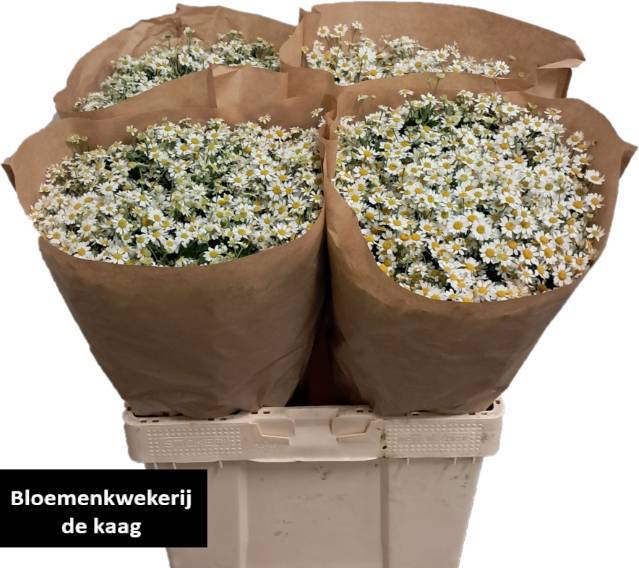 Танацетум Сингл Вегмо 60 (бел.), шт.