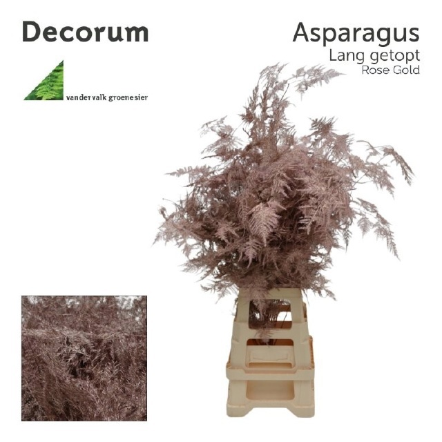 Аспарагус Овериг Крашеный (краш. ) 85, шт.