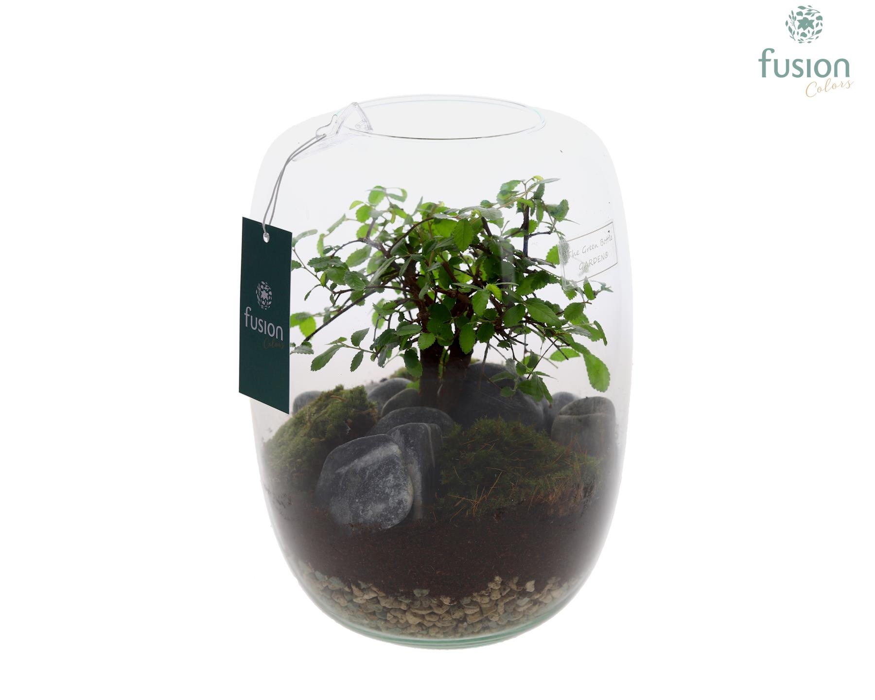 Green Bottle Isabella Large met Bonsai, D 19