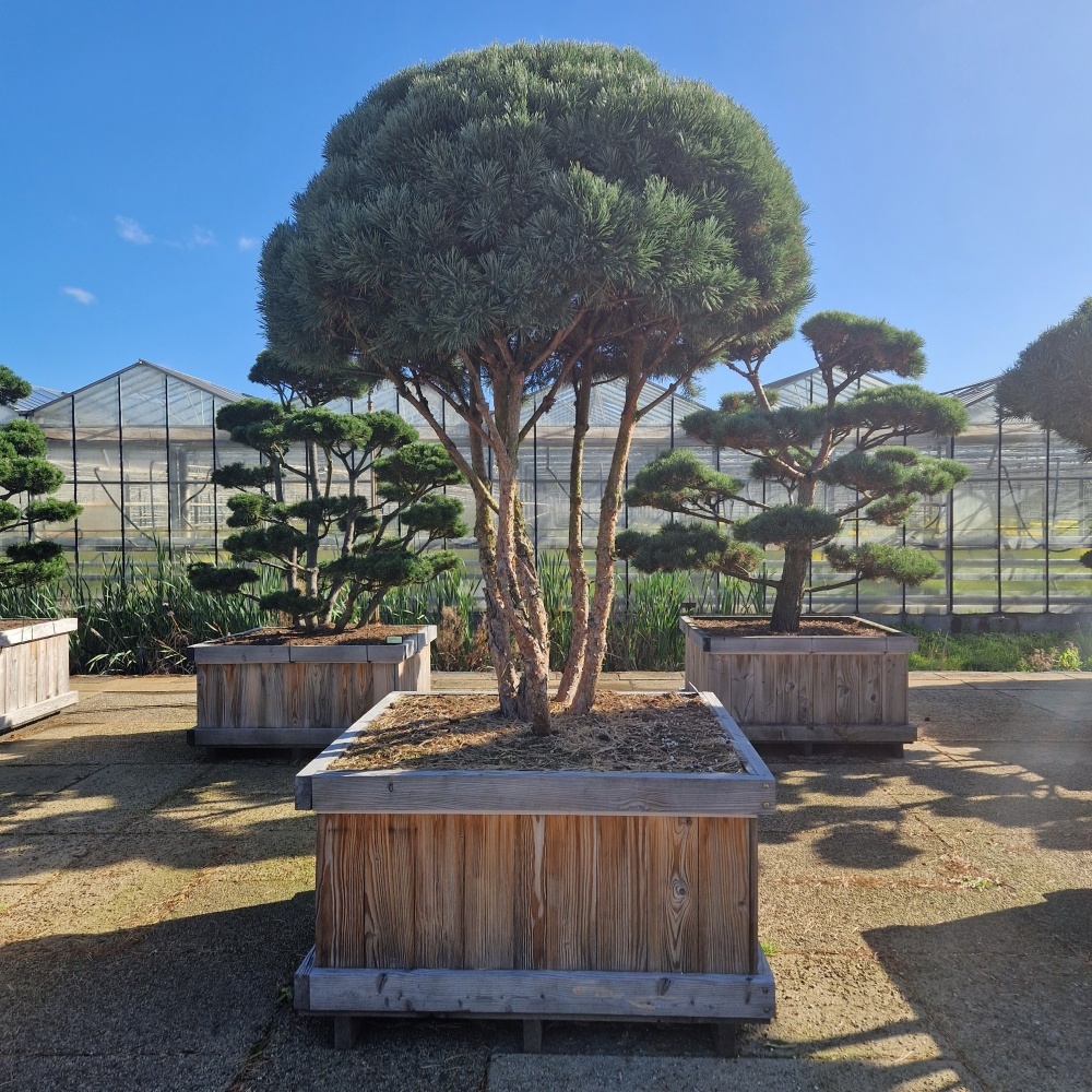 Pinus sylvestris 'Watereri', D 120 cm