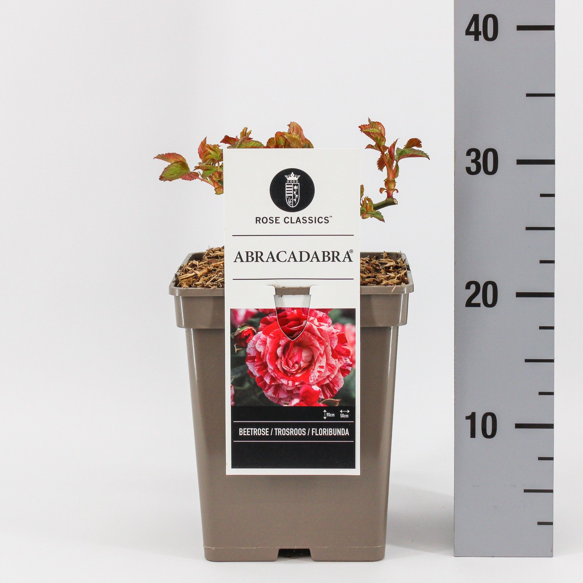 Rosa (F) Abracadabra ®, C5, D 23