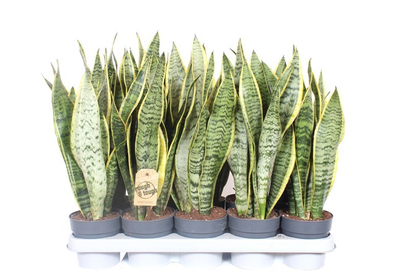 Sansevieria Laurentii XL, D 12
