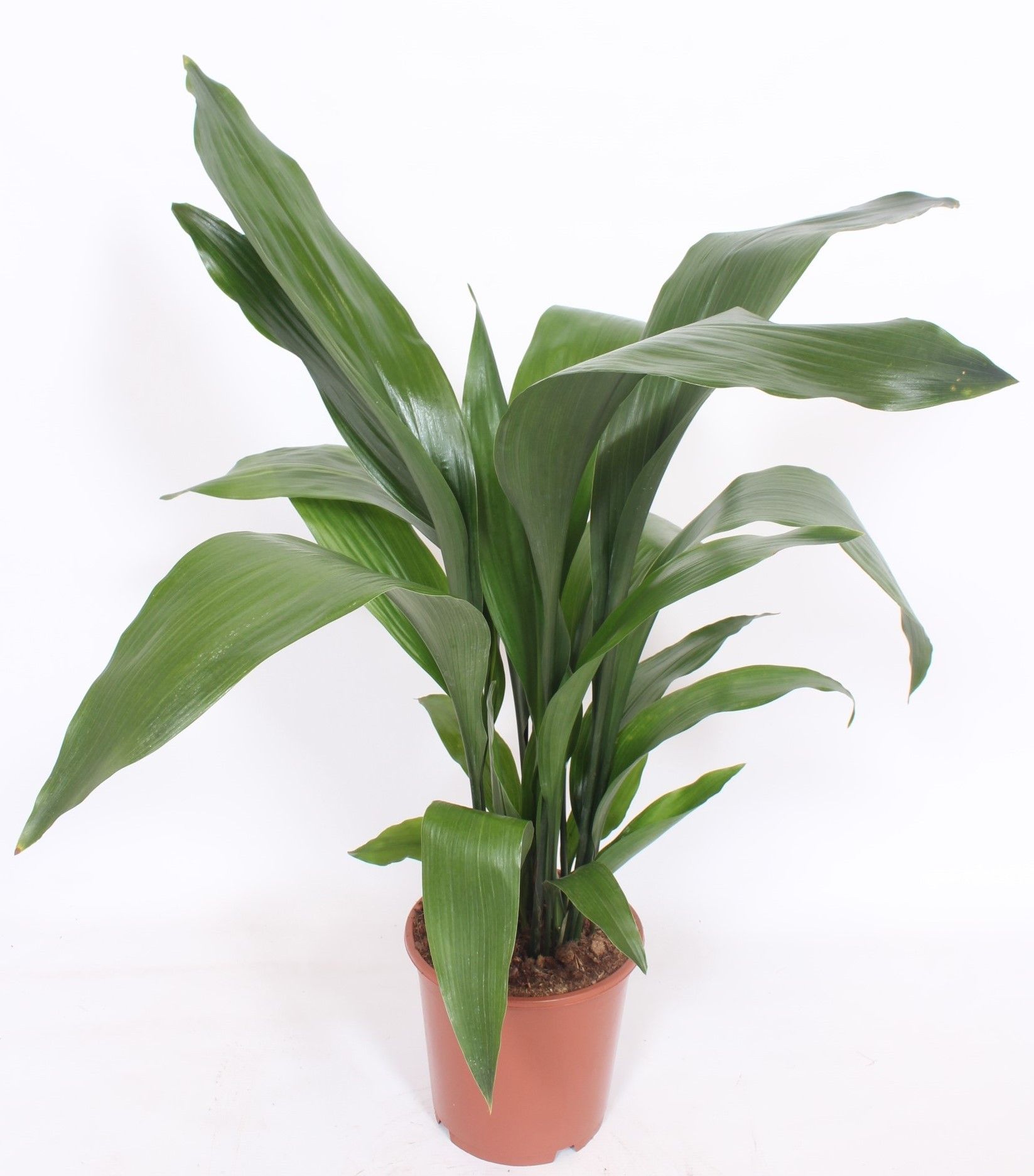 Aspidistra elatior, D 19