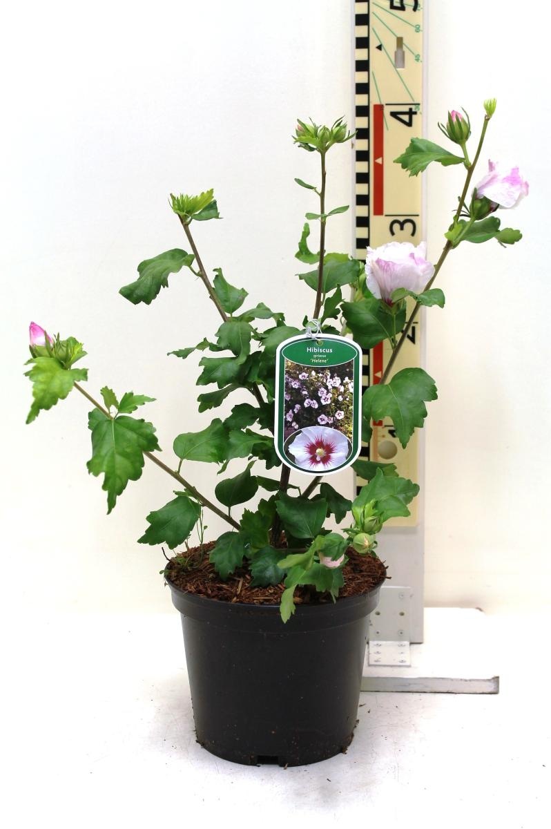 Hibiscus syr. 'Helene', D 19