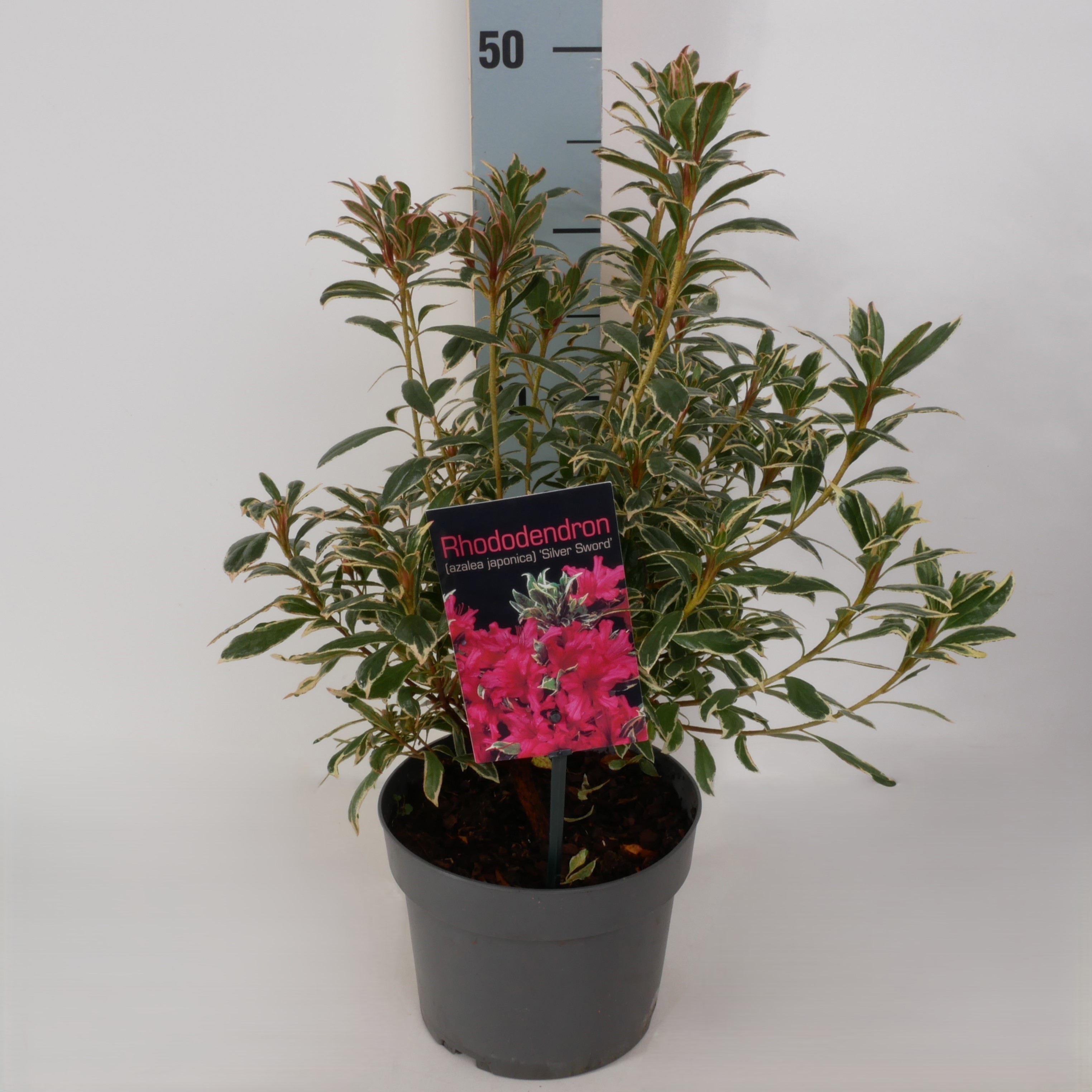 Rhododendron (AJ) 'Silver Sword' P17, D 17