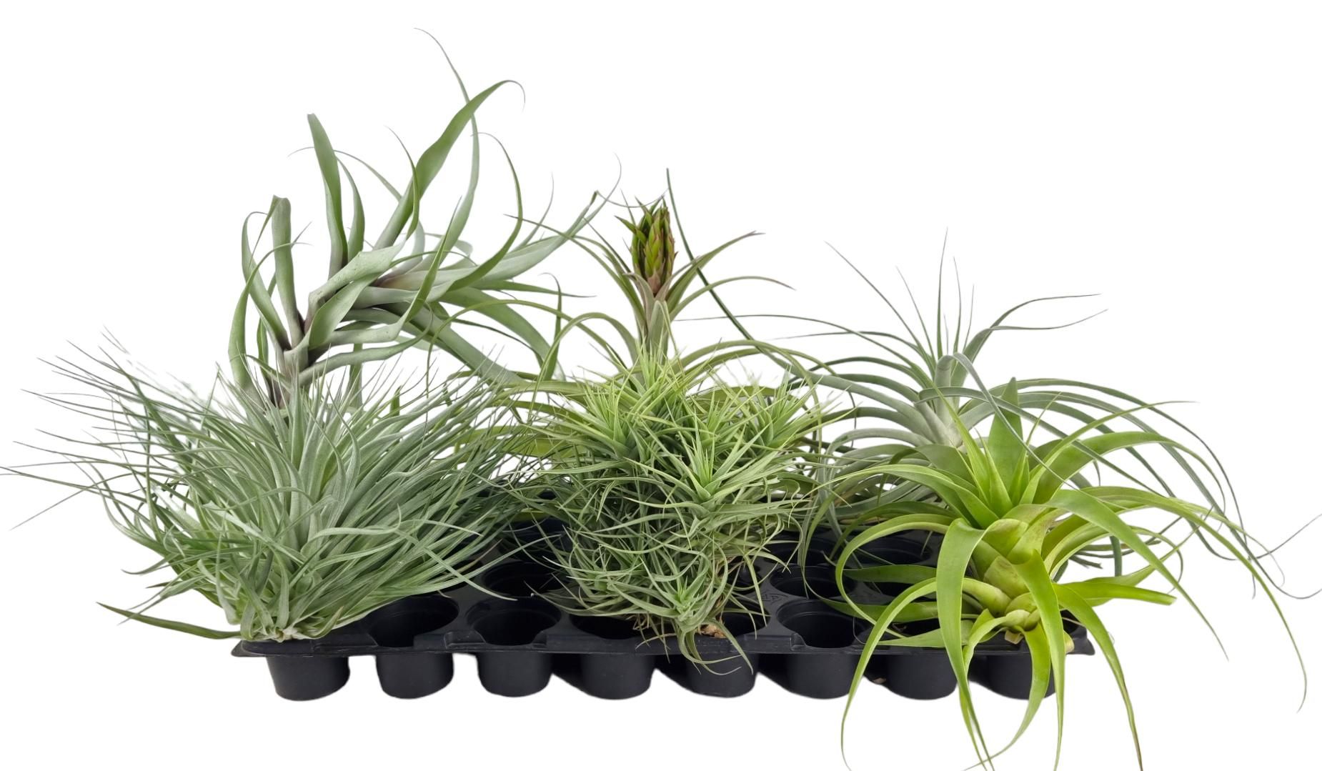 Tillandsia exclusif mix XXL x6, D 20