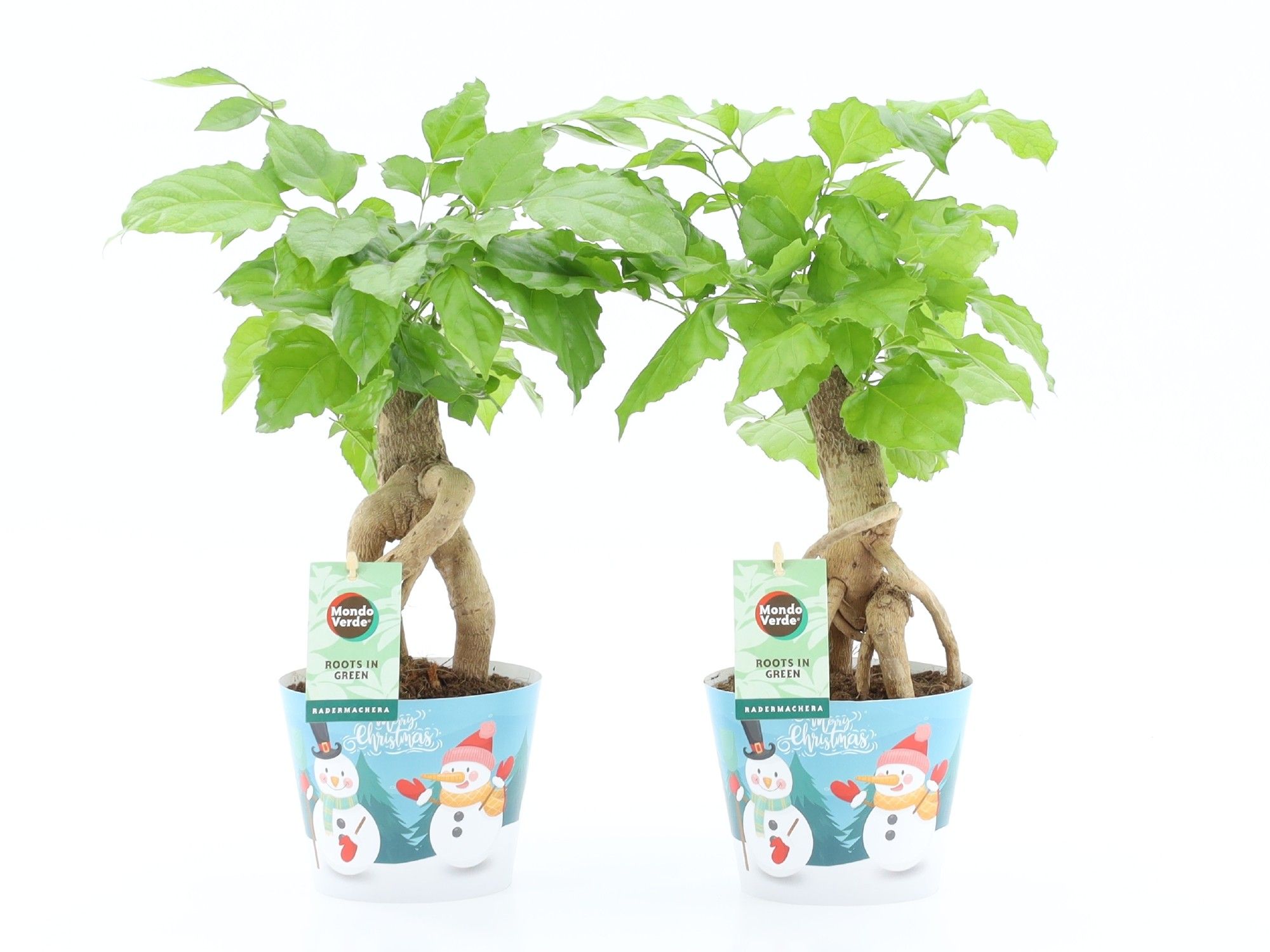 Radermachera Bonsai in Potcover Snowman, D 12 cm Radermachera Bonsai in Potcover Snowman, D 12 cm
