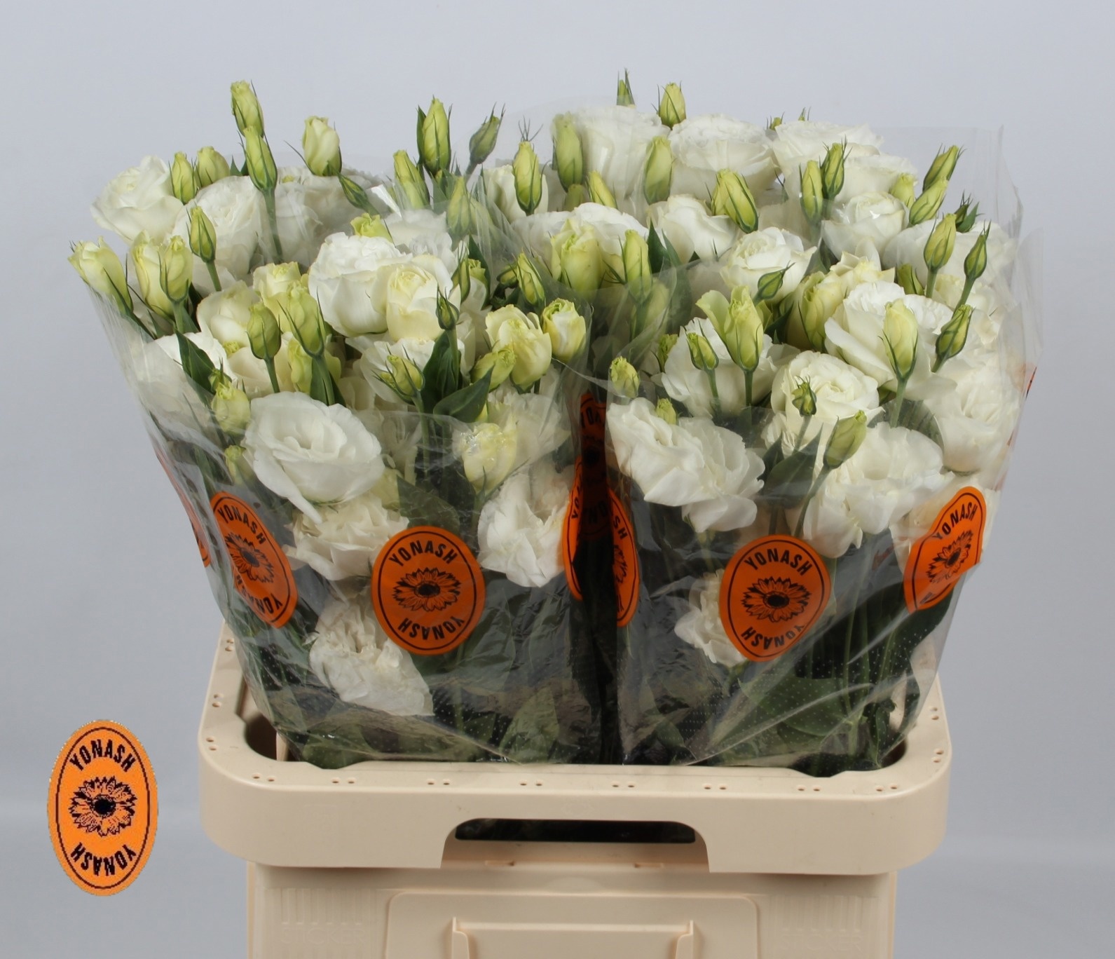 Эустома Арена Джаент Вайт 70 (бел.), шт.