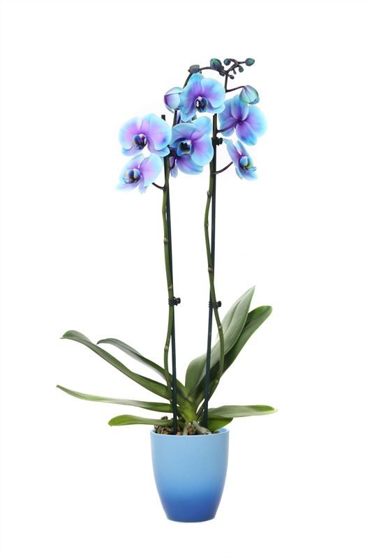 Change p12 blue Phal I am Blue Lagoon 2T14+, D 12