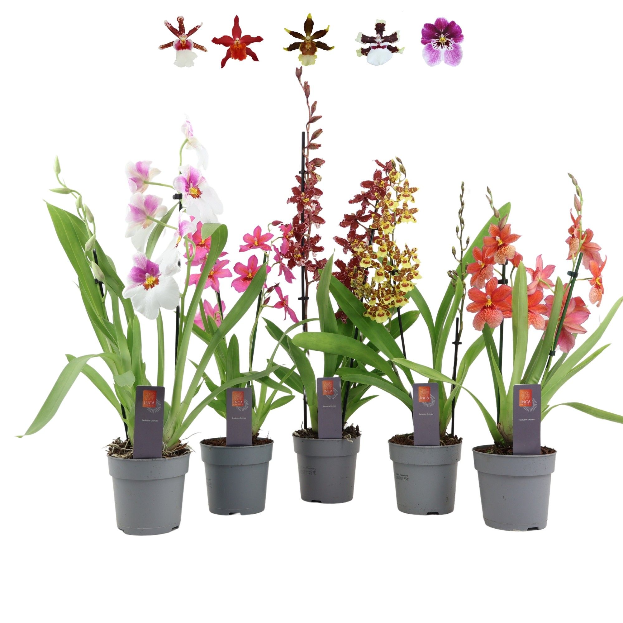Inca Orchid mix 2 spike, D 12