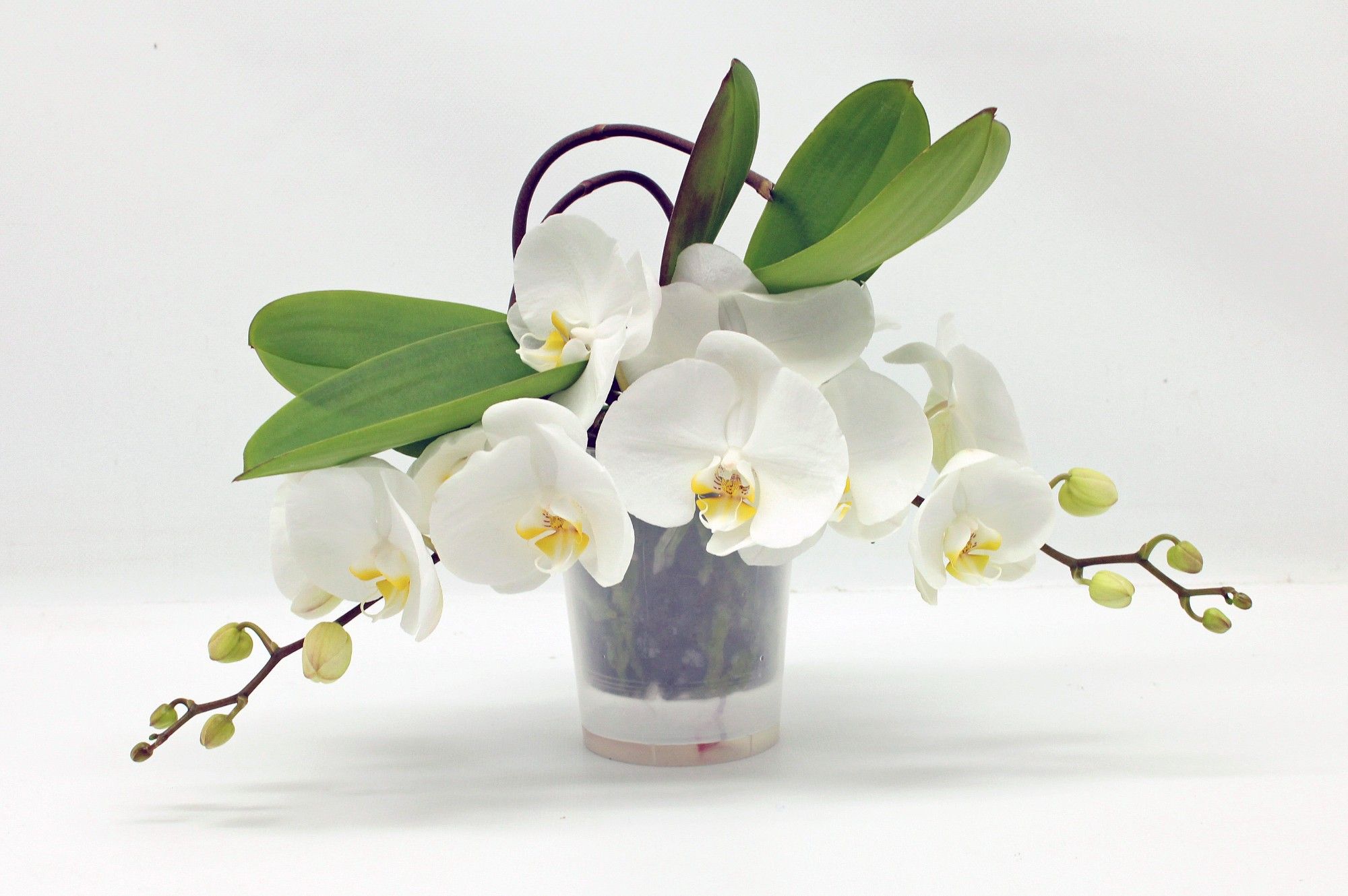 Table LOS RIJP WIT, D 12