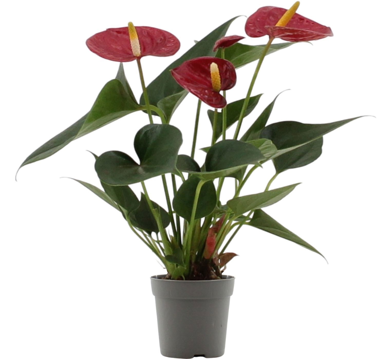 Anthurium 7 cm Diamond Red in transparant sleeve, D 7
