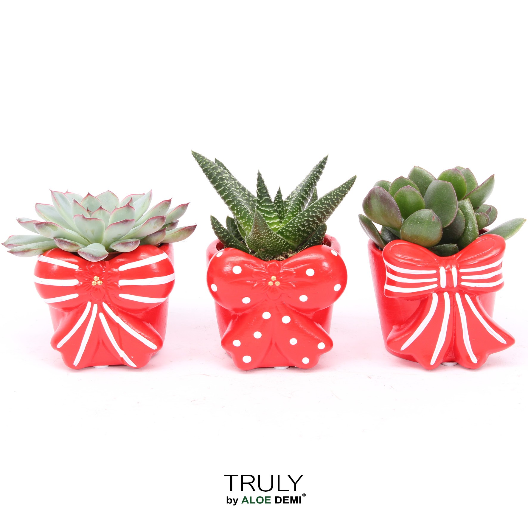 TRULY Succulent, Bow, D 7