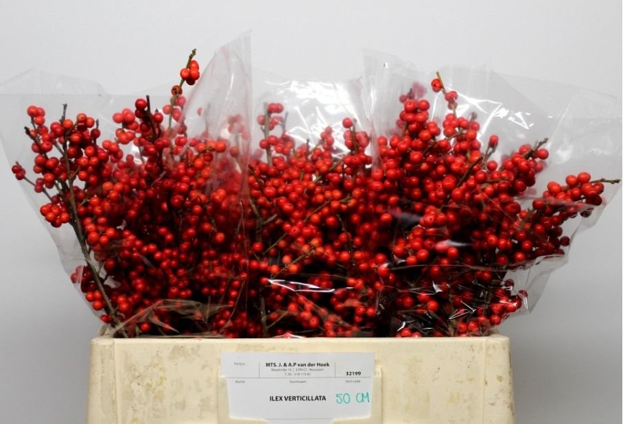 Илекс Красные ягоды 50, шт.