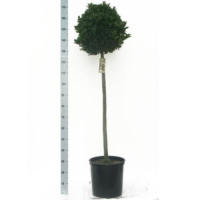 Laurus nobilis 'Bay Junior' Speciaal - Vlaamse Laurier Europees Erkend, D 20