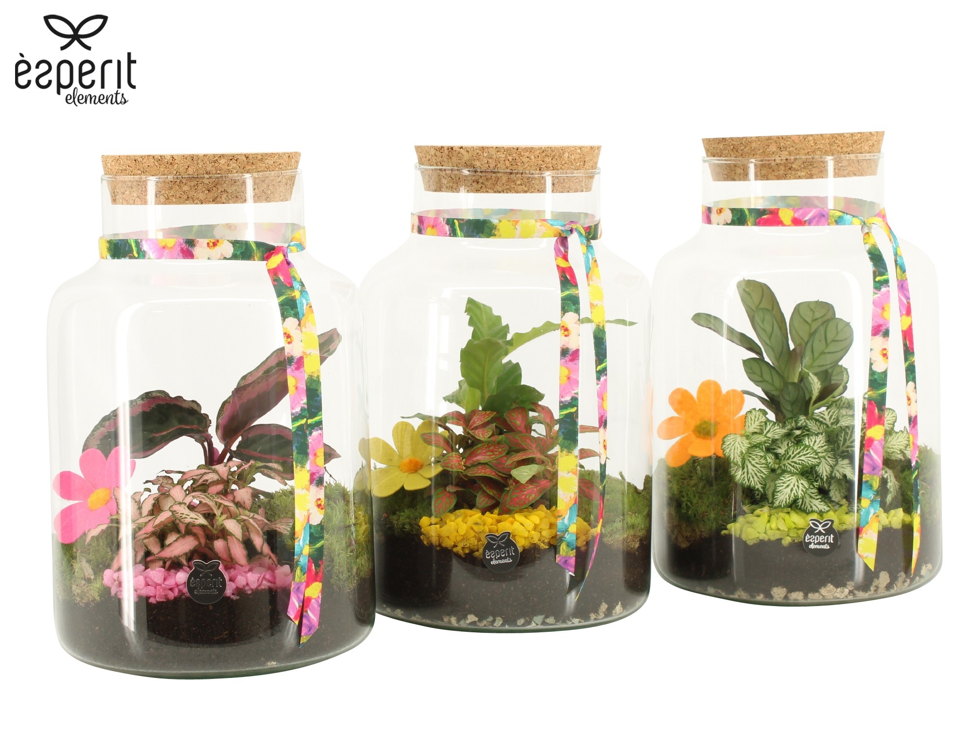 31792: Reinvention terrarium, D 17