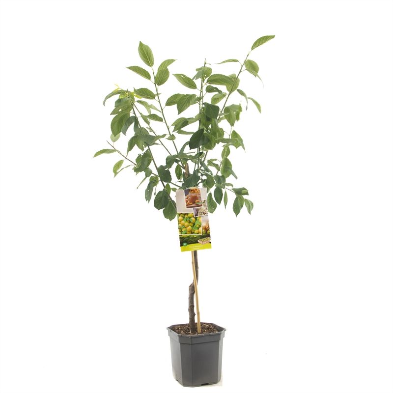 Prunus dom. Ontario laagstam Groen-gele pruim, D 24 cm