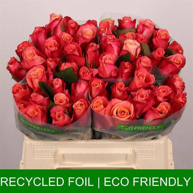 Роза од. Хелен 35, шт.