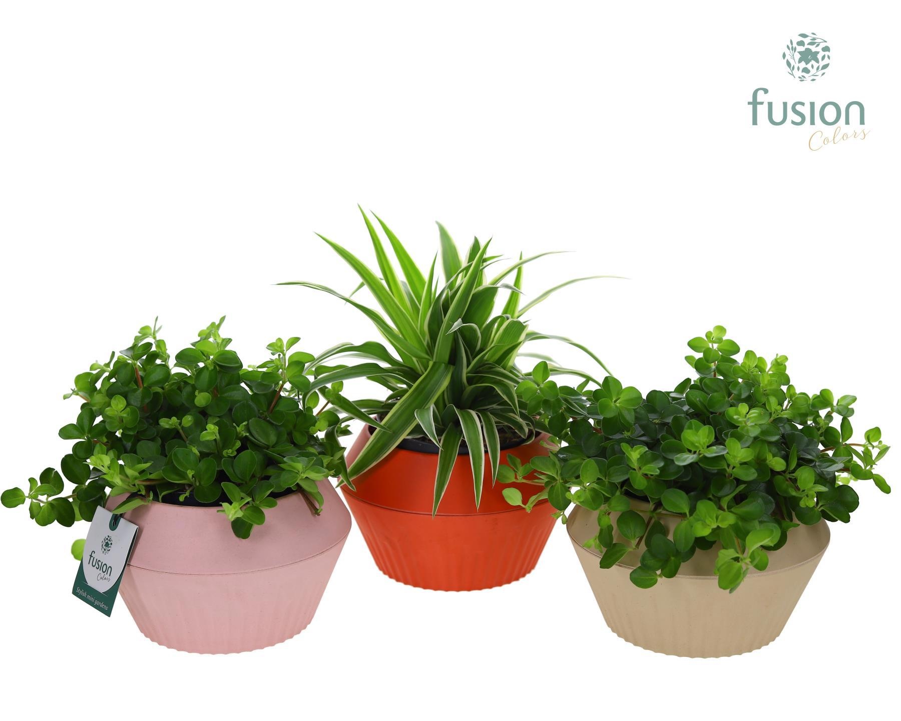 Biologisch afbreekbare pot met Groen plant, D 16