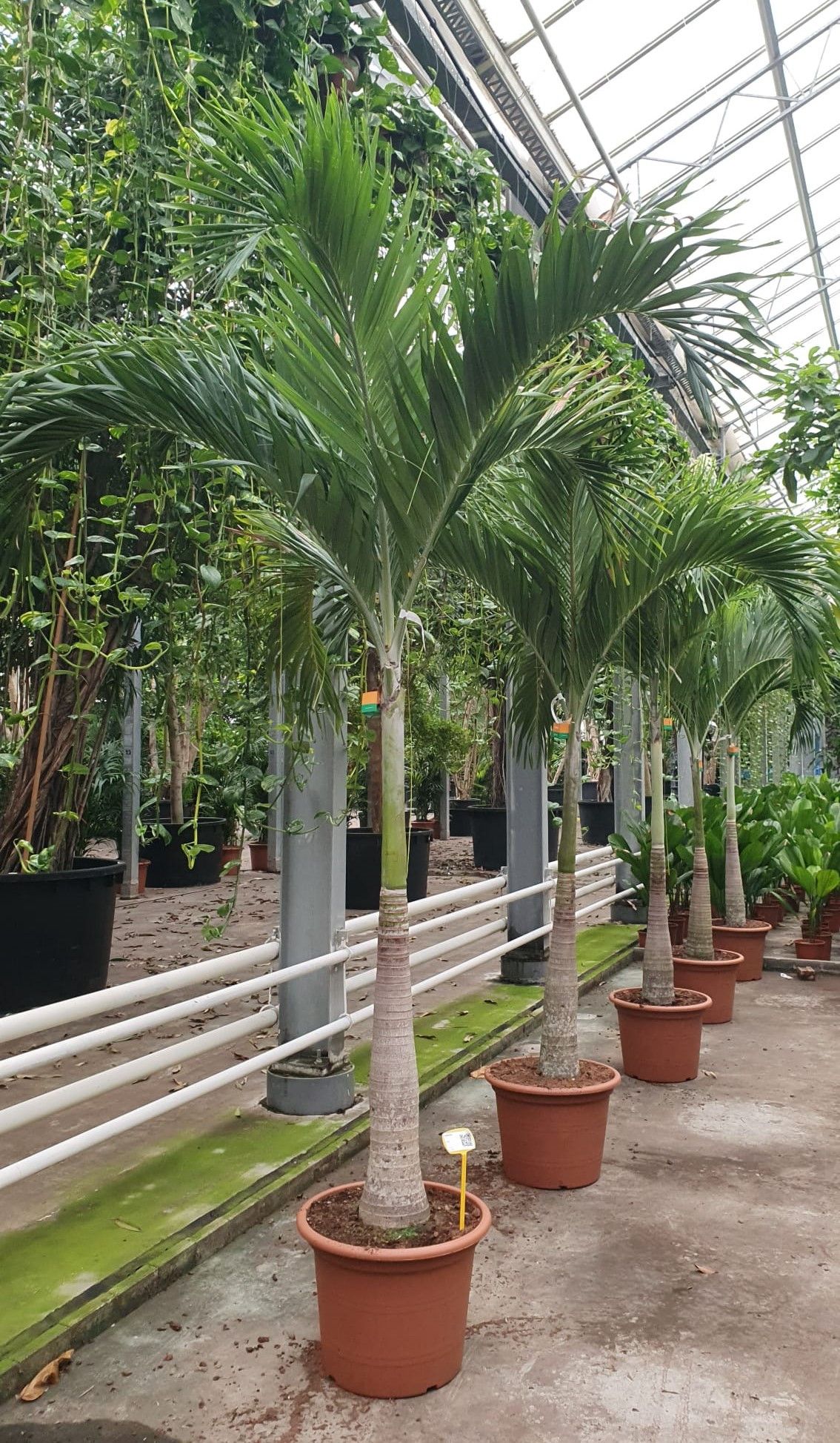 Veitchia merrillii, D 55 cm