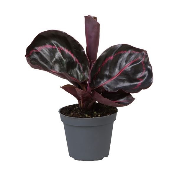 Calathea Dottie� 6 cm, D 6 cm Calathea Dottie� 6 cm, D 6 cm