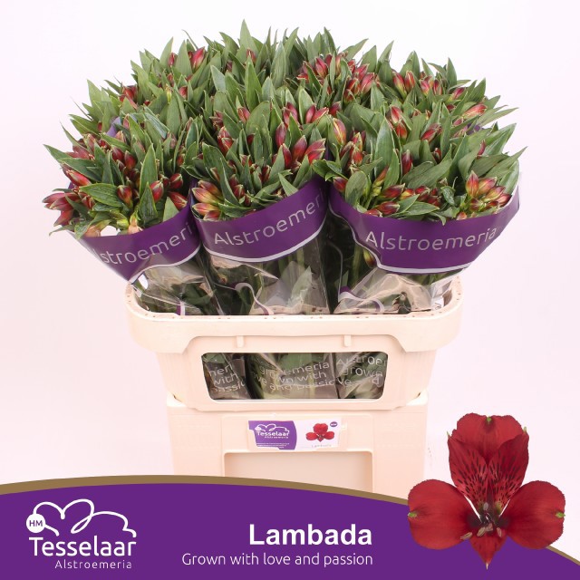 Альстромерия Ламбада, шт.