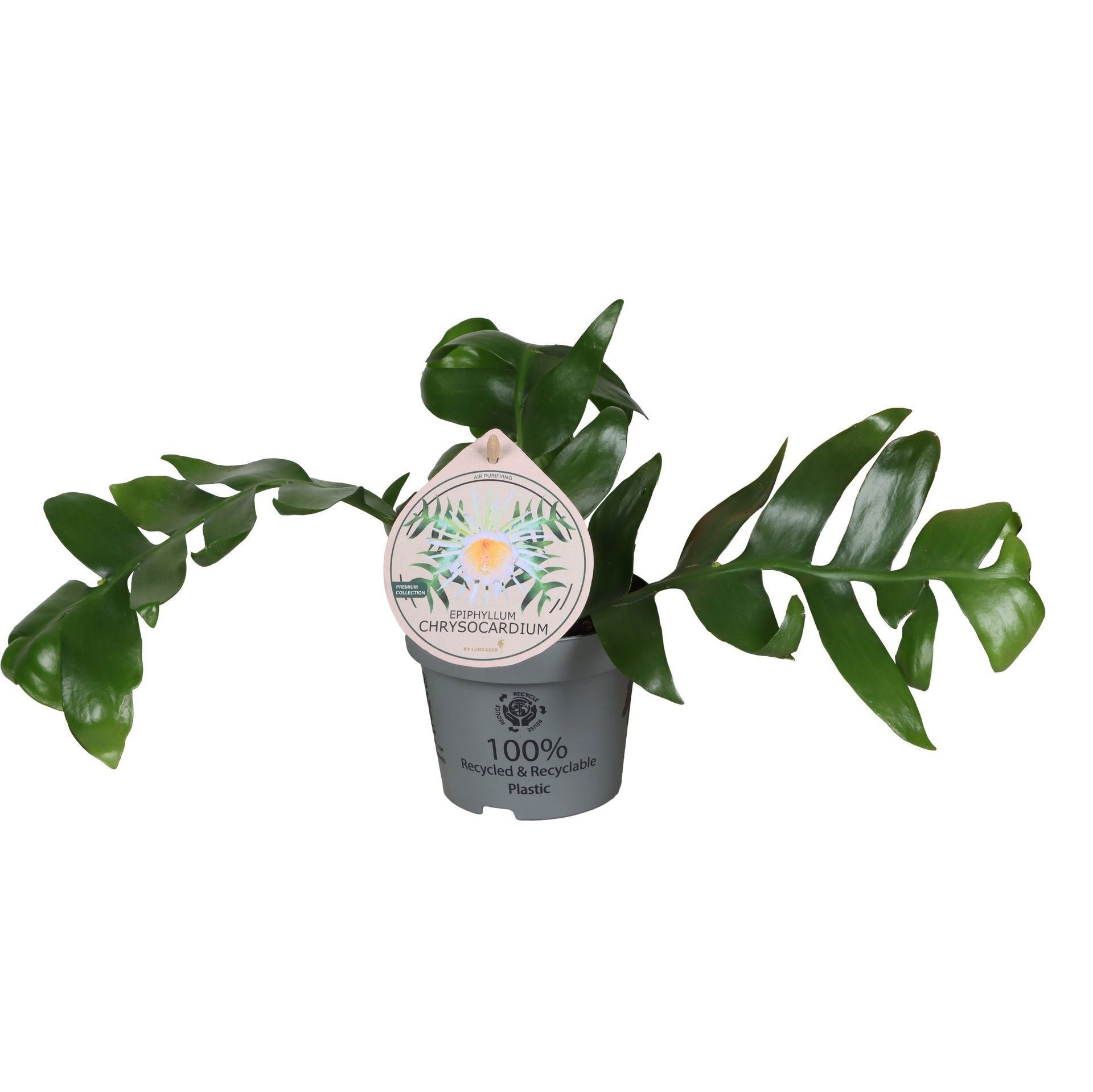 Epiphyllum Chrysocardium Fern Leaf 12 cm, D 12