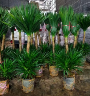 Драцена Спейс Айрон 32 150