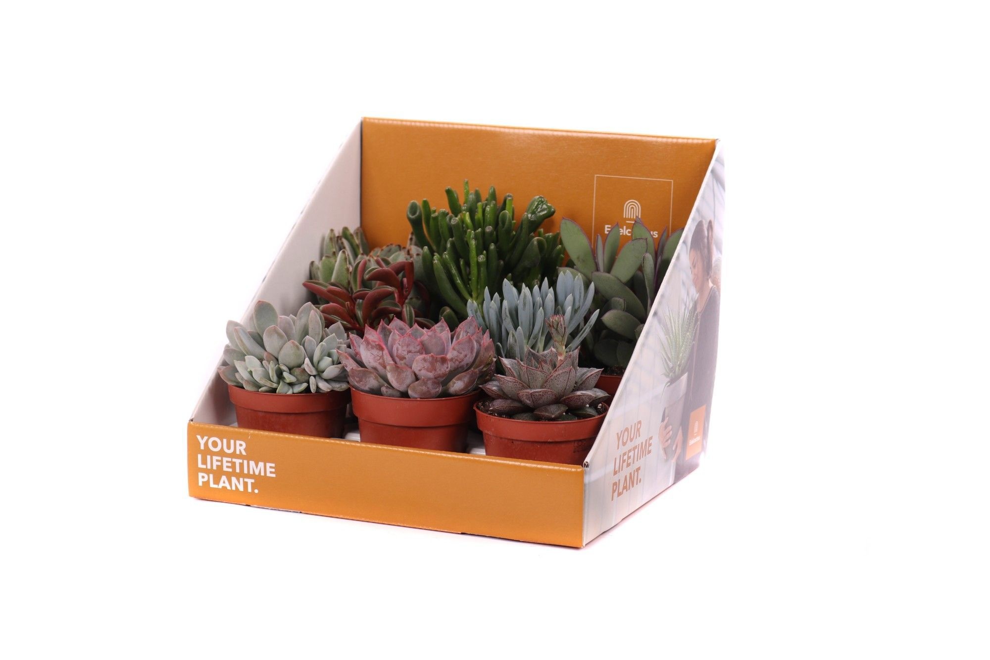 Succulent mix 8,5 cm in showdoos your lifetime plant, D 8,5