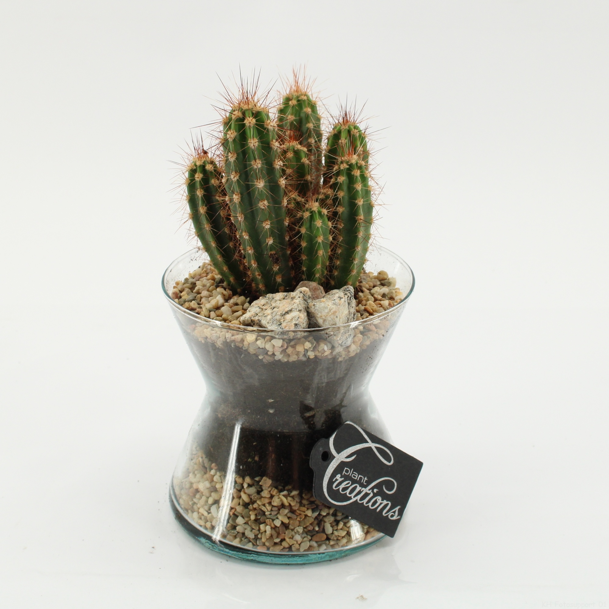 CTCR-2629 Cactus Essentials, D 12