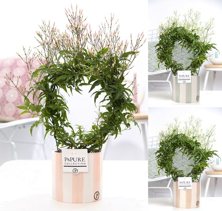 Jasminum Poly. ( 200+ knop) in P&PURE Eline 2 ceramics ass. 2, D 12