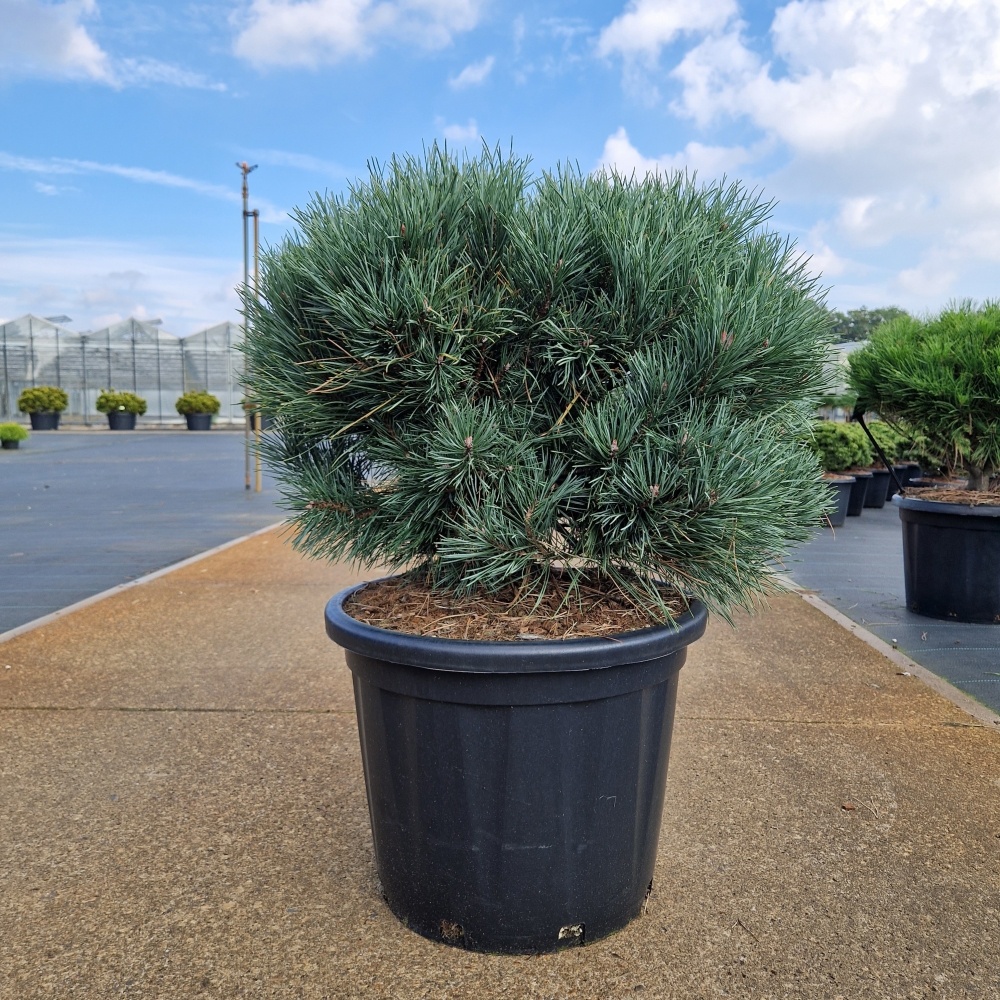 Pinus sylvestris 'Watereri', D 44 cm