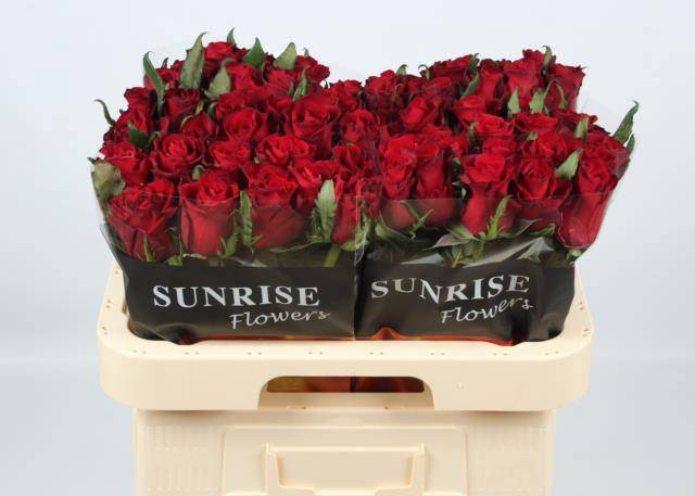 Роза од. Эвер Рэд 70, шт.